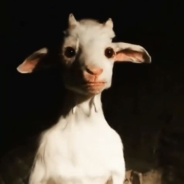 _BOLKA