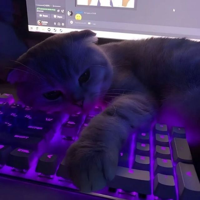 archiezxc