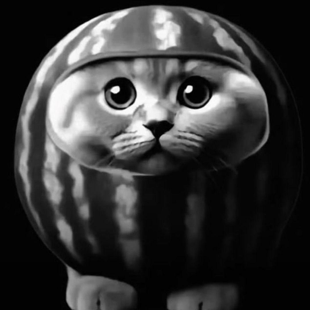 wilamek1d_ avatar