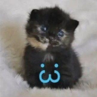-takan3 avatar