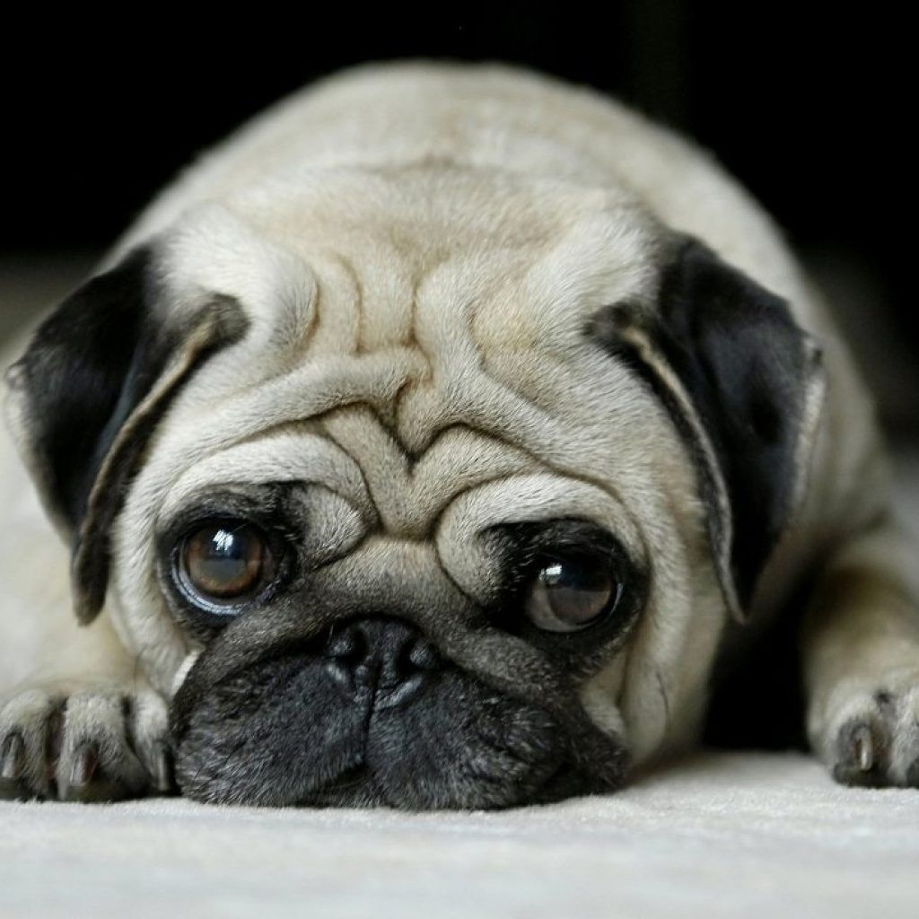 Pug_HS_