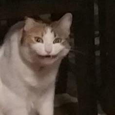 Hufflep4ff
