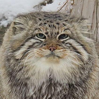 manul74