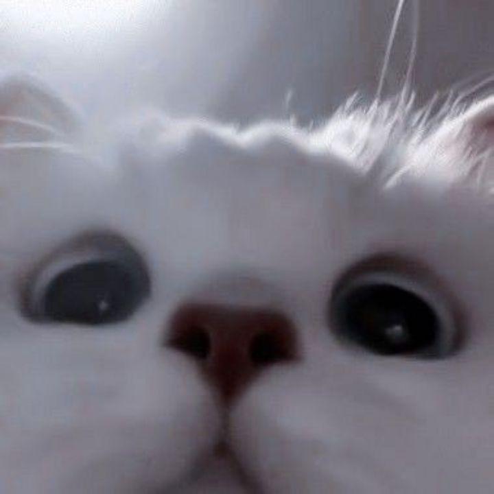 Sindiii avatar