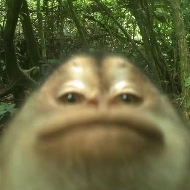fapsY avatar