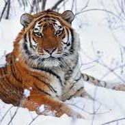 MrTiger0 avatar