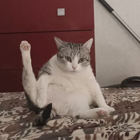 Chpon-k