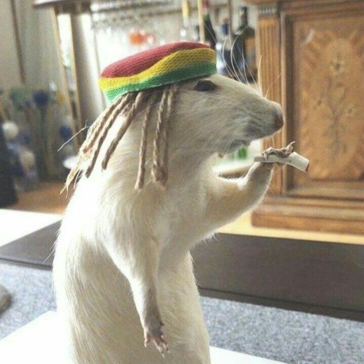 Akizz_ avatar