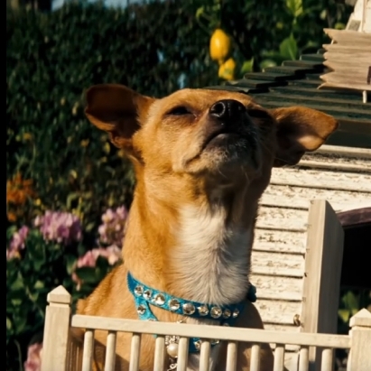 Dog_penthouse