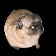 mops2012 avatar