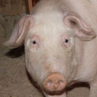 team_UGRUM1_PIG