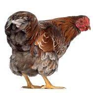 ChickenBack avatar