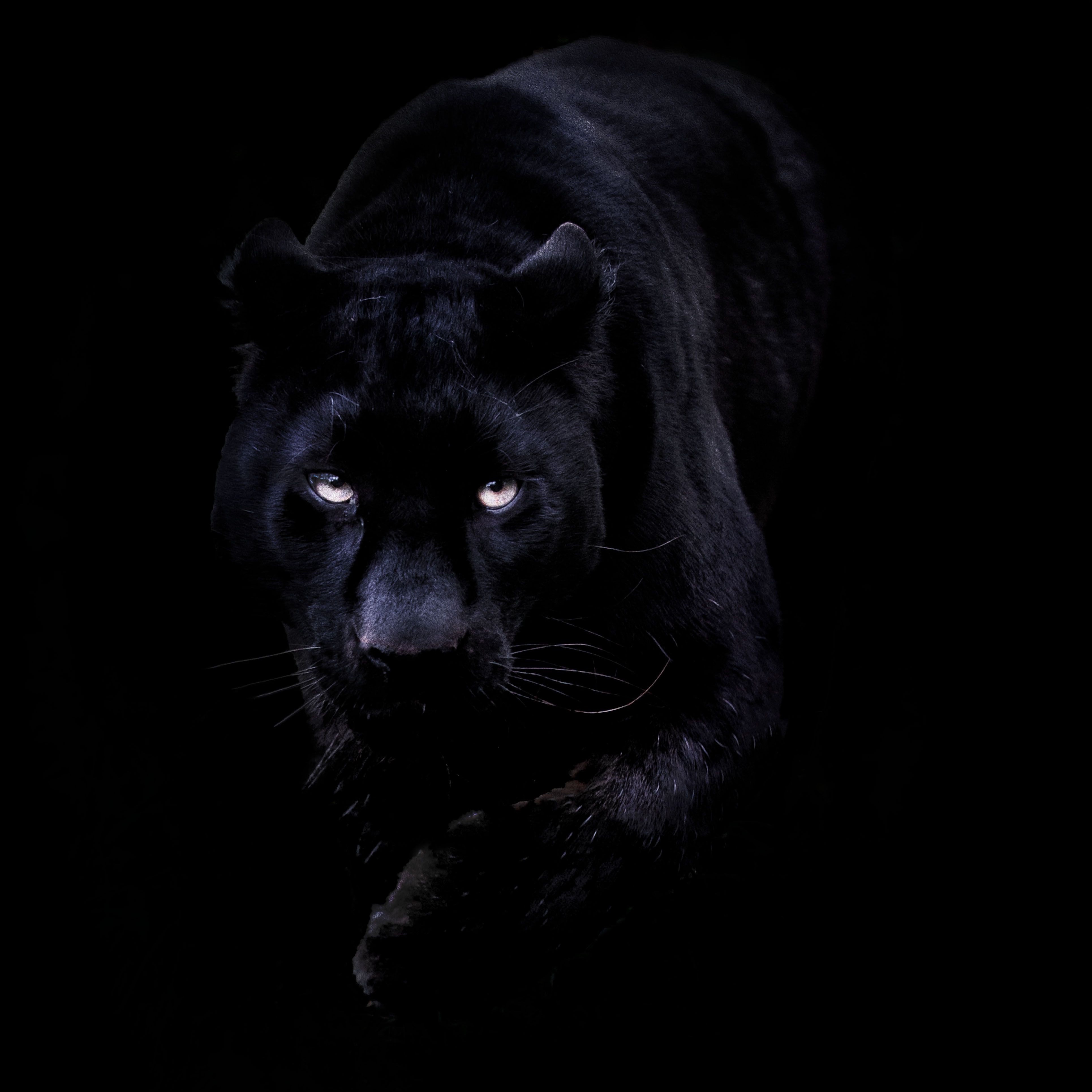 -Blacky--