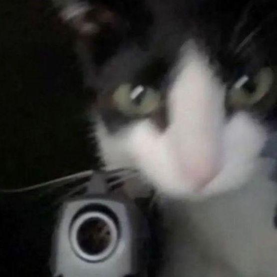 bortzopassit avatar