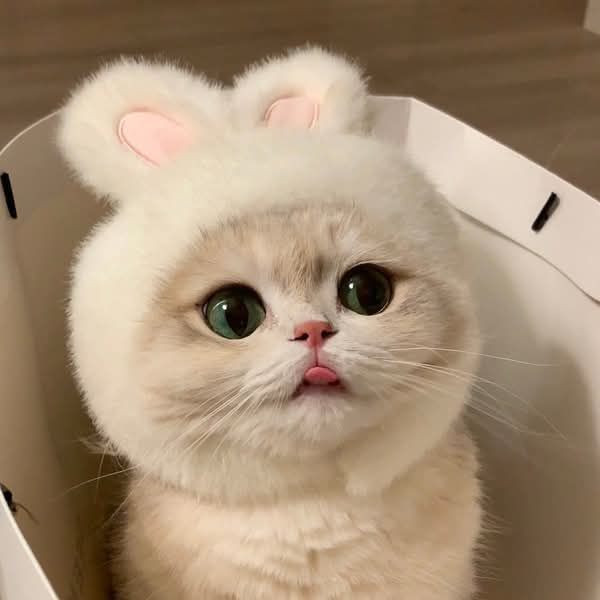 Neiloou