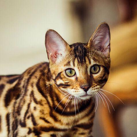 Bengal_cat avatar