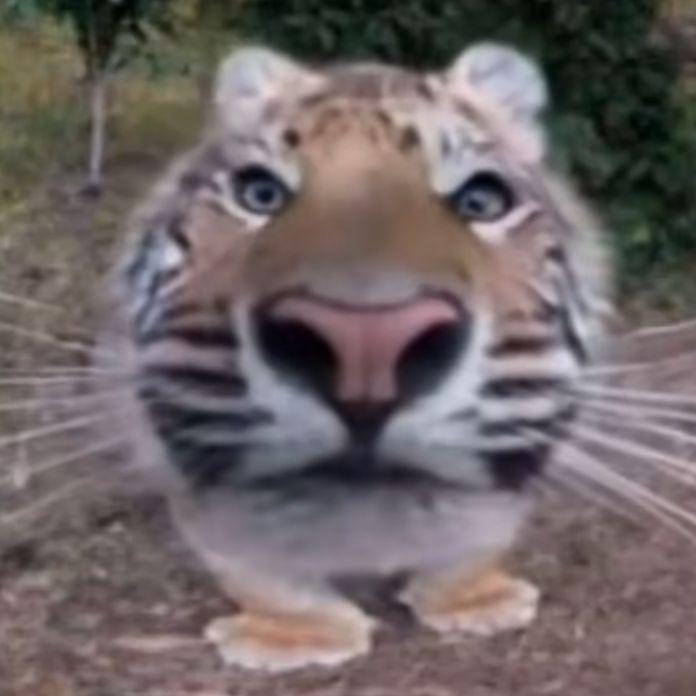 NahMneHik avatar