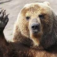 grizzlyy avatar