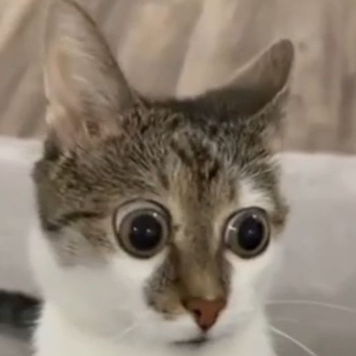 whynocta