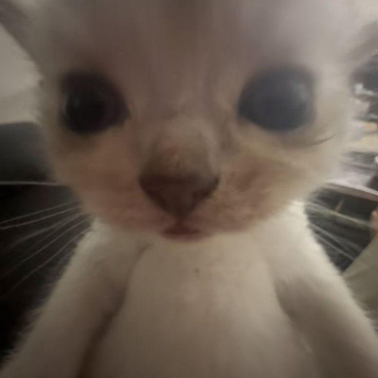 lililulu avatar