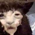 NilsSiils avatar