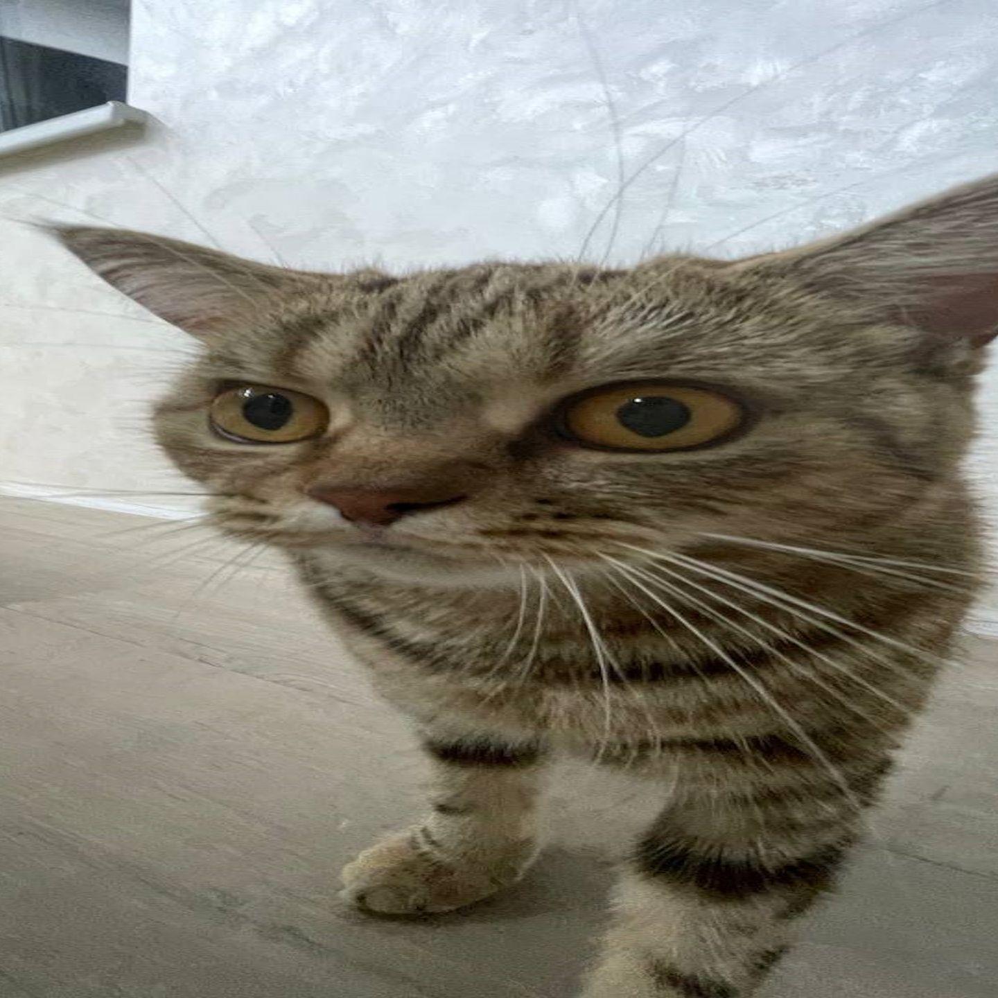 aubho avatar