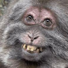 _Capuchin avatar