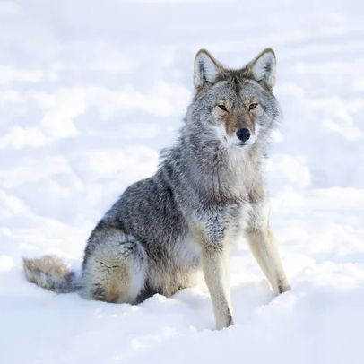 WPME_COYOTE