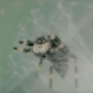 SxL_TOXIC avatar