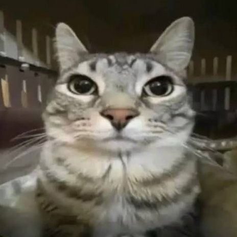 czuxczu_