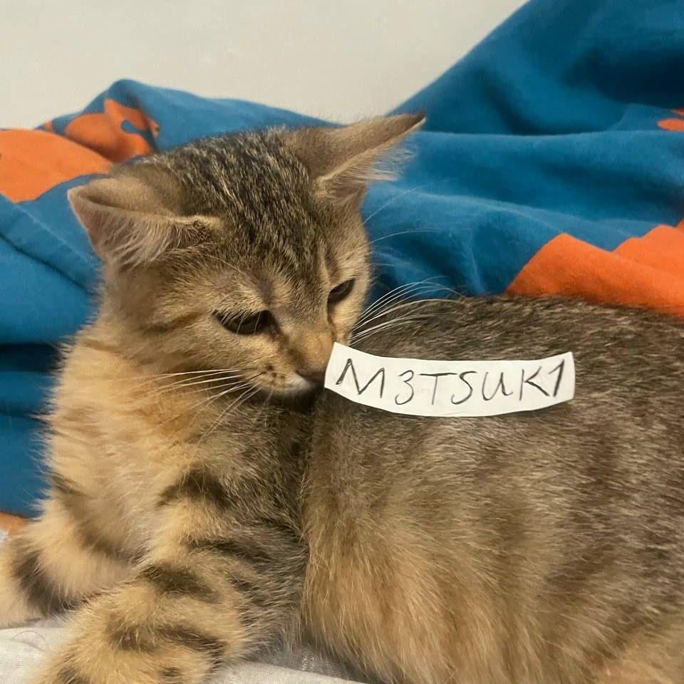 m3nt4lsu1c1d avatar