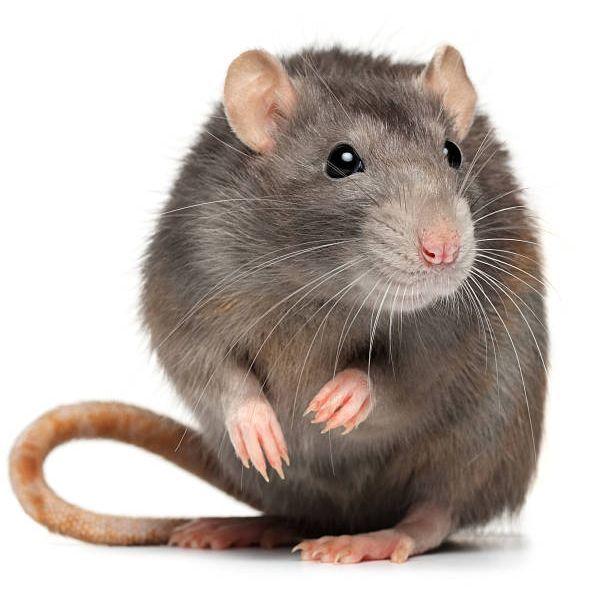 kymalalic avatar