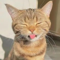 burberrycat