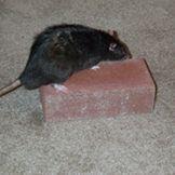 rat_brick avatar