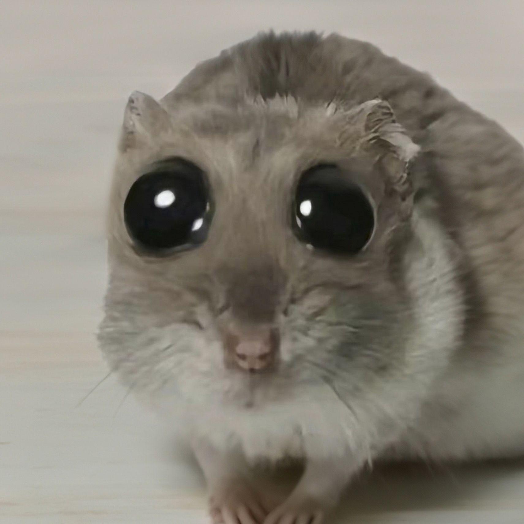 Хомячок грустный