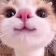sataAhci avatar