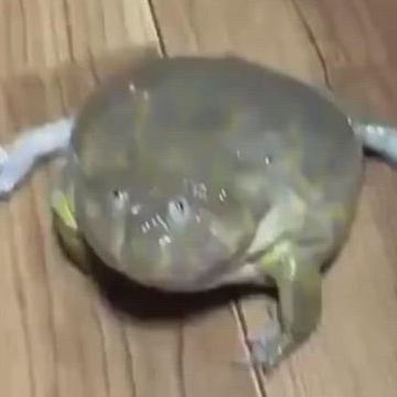 RE7HET