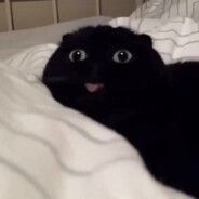 meowzers