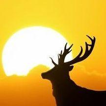 go1deer avatar
