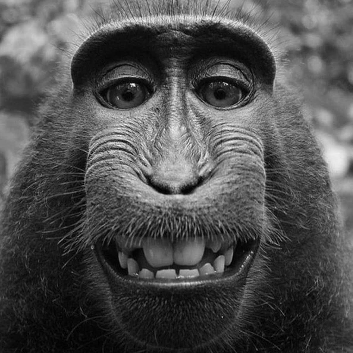 lilmafik avatar