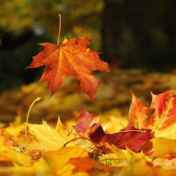 leaf_