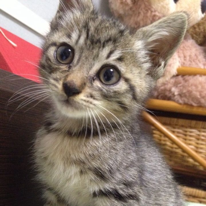 lIlIlIlIllll