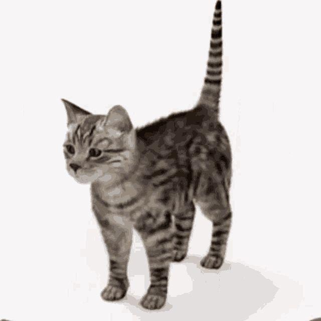 lw_ avatar