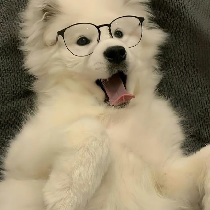 CachorroFe