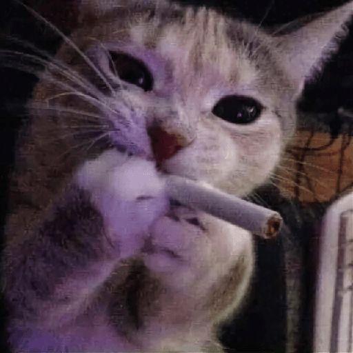 Abestruz