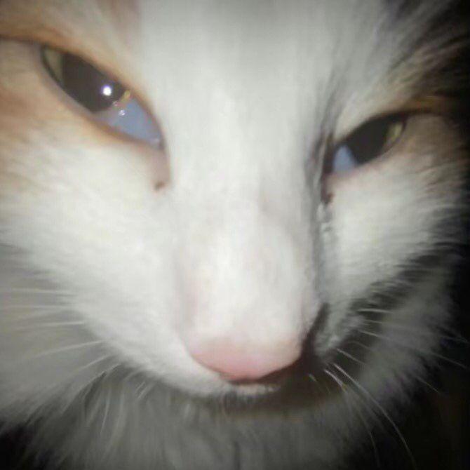 MeowThTOP avatar