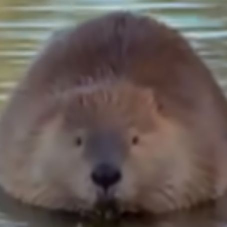 Pufflezao FACEIT avatar