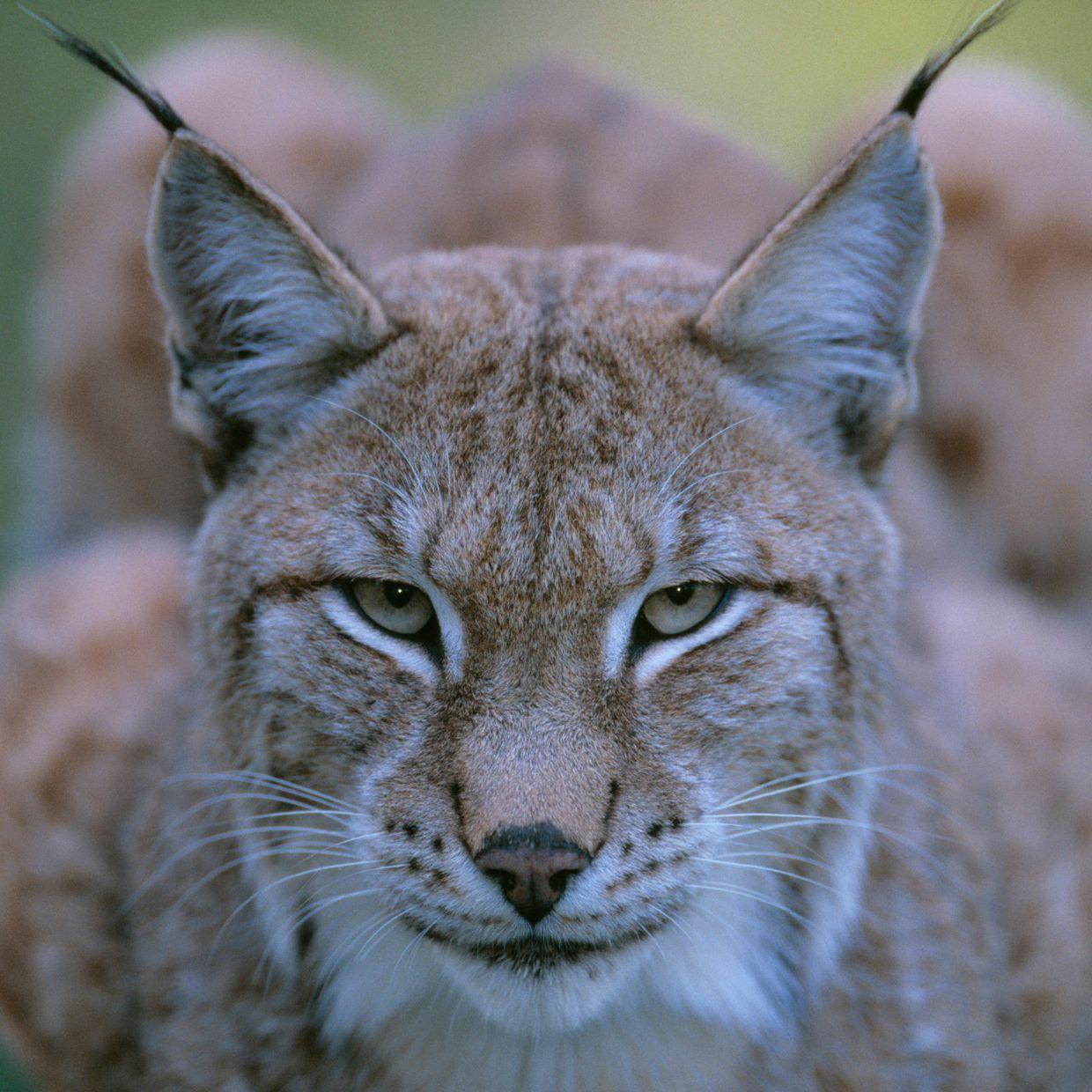 katt02
