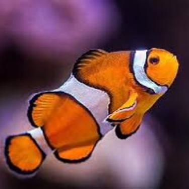 Clownfish Team
