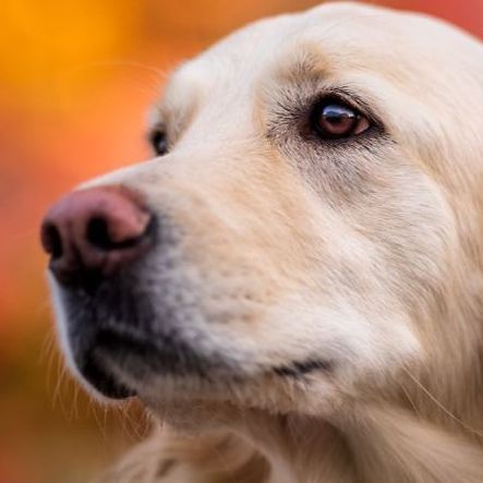 DOGGO67